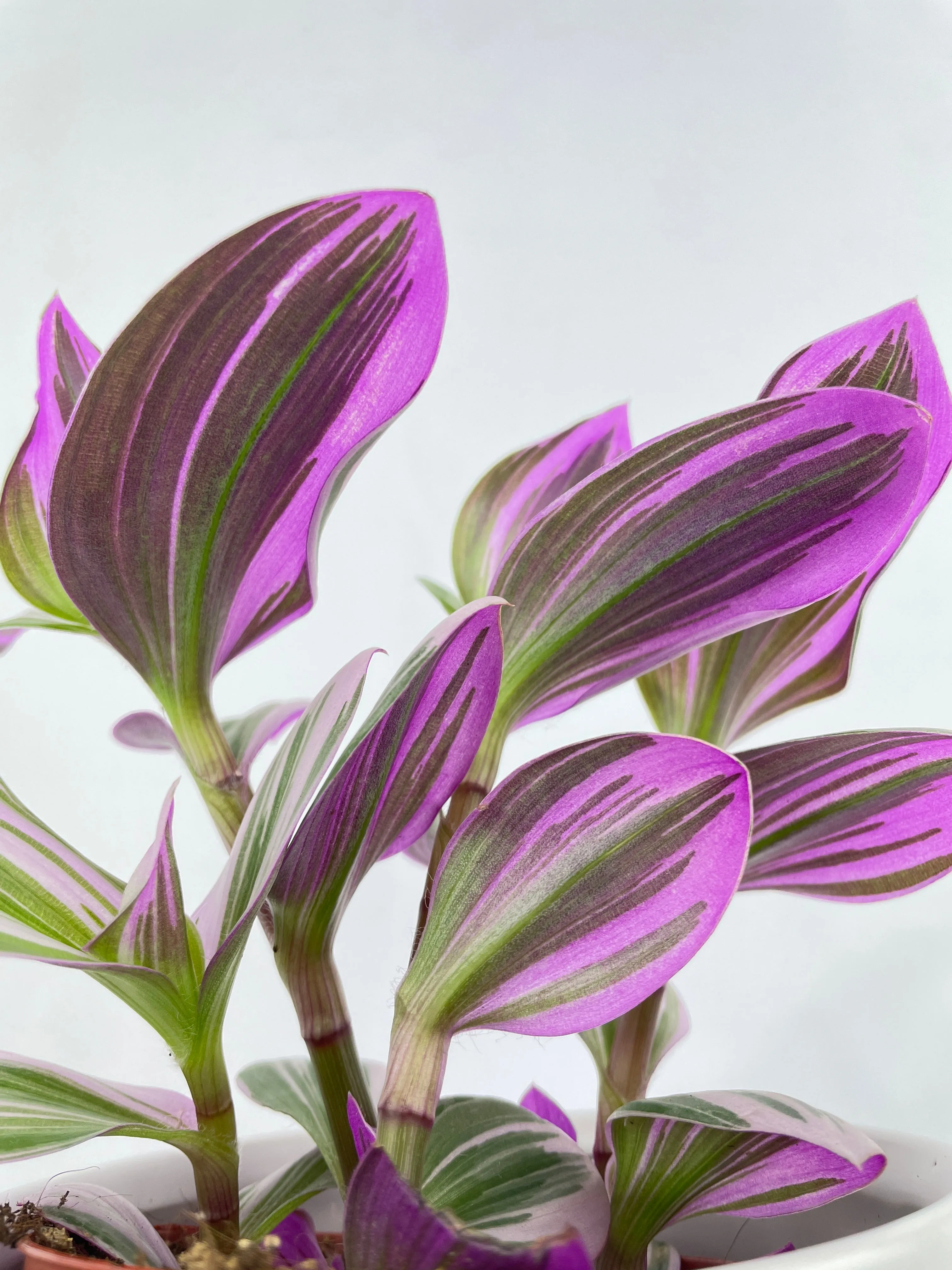 Tradescantia Bubblegum Lilac